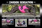 Zabcon Sensation - Trainers 1st Winner